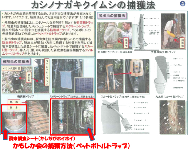 カシノナガキクイムシの捕獲方法