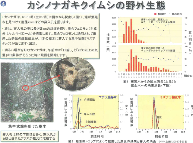 カシノナガキクイムシの野外生態