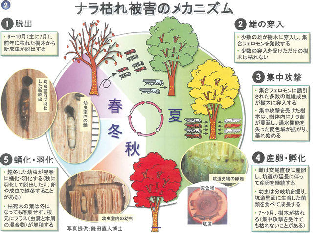 ナラ枯れ被害のメカニズム