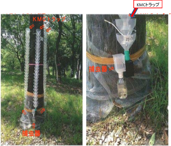 ナラ枯れ防除トラップ