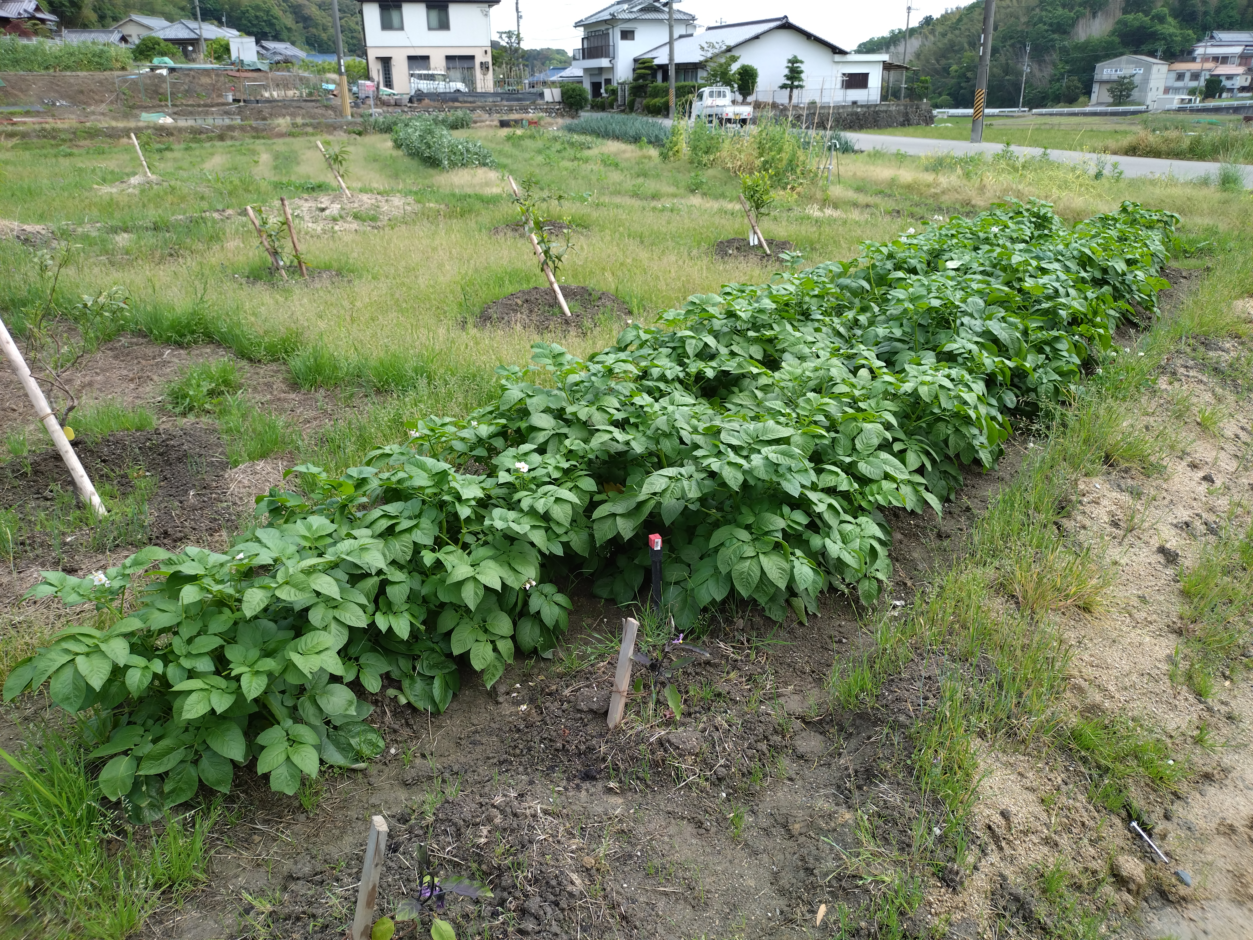 マロンフルーツランドの様子