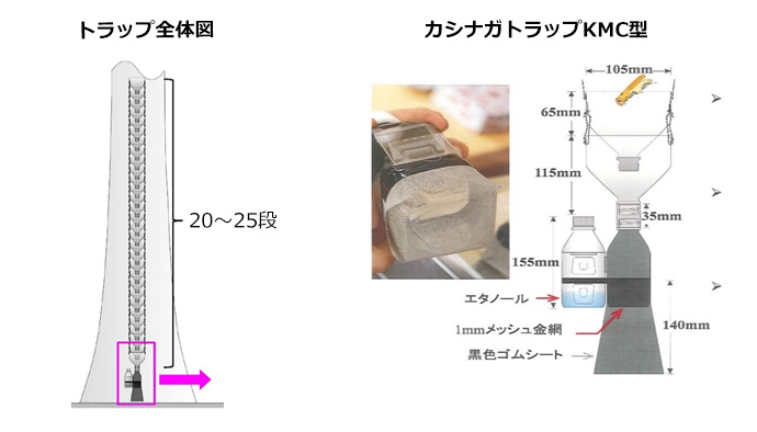 トラップ全体図とトラップ詳細　ナラ枯れ防除　防虫ネット被覆