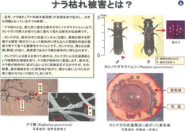 ナラ枯れ被害とは？