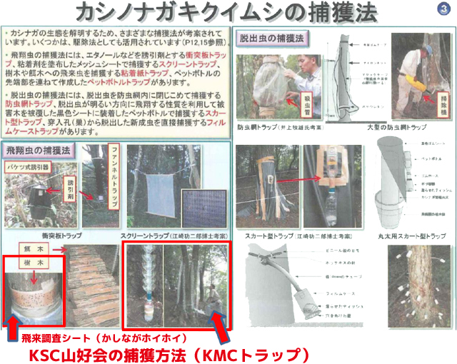 カシノナガキクイムシの捕獲方法