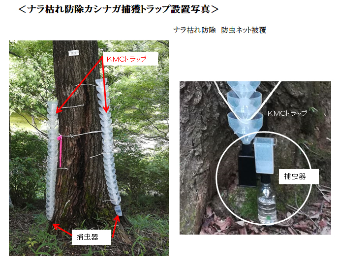 ナラ枯れ防除トラップ